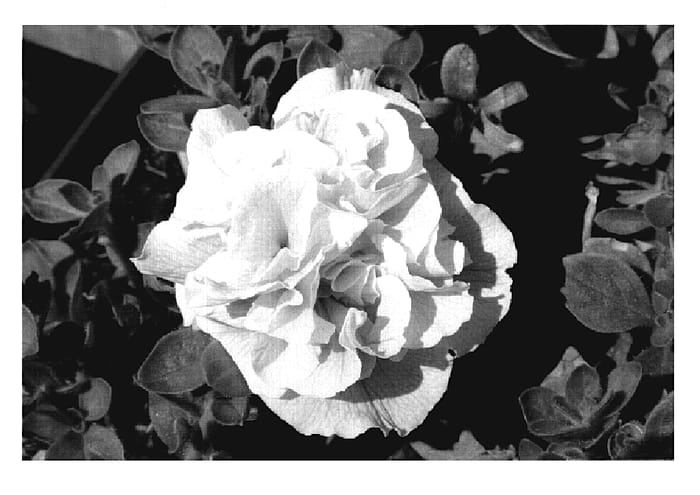 Figure 1 of US plant patent PP20119, the photograph of KLEPH07145 printed in the patent.