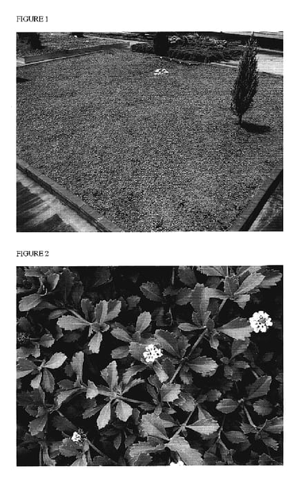 Figure 1 of US plant patent PP20120, the photograph of Campagna Verde printed in the patent.