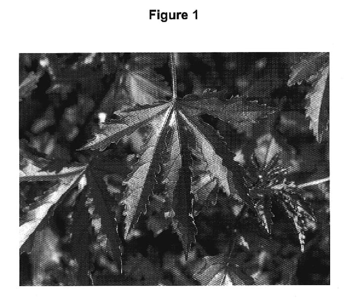 Figure 1 of US plant patent PP20121, the photograph of Panama Red printed in the patent.