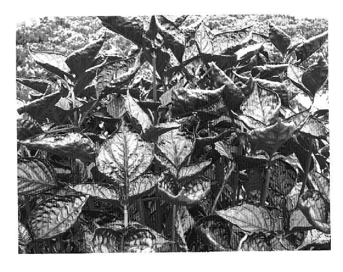Figure 1 of US plant patent PP20122, the photograph of Aureo M printed in the patent.