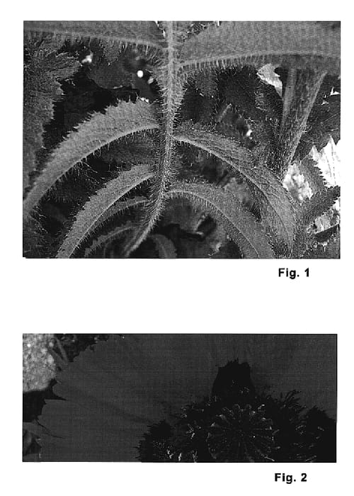 Figure 1 of US plant patent PP20123, the photograph of Flamenco Dancer printed in the patent.