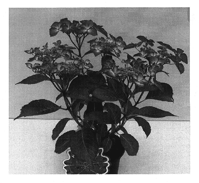 Figure 1 of US plant patent PP20124, the photograph of SIDASELI printed in the patent.