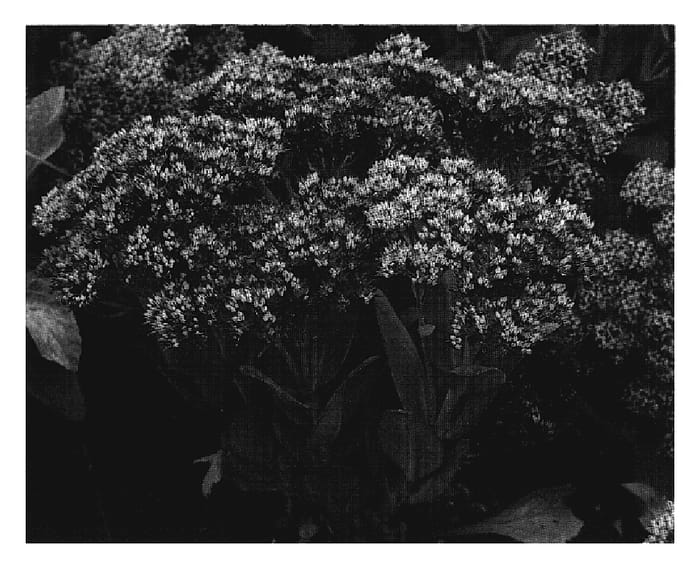 Figure 1 of US plant patent PP20125, the photograph of Class Act printed in the patent.