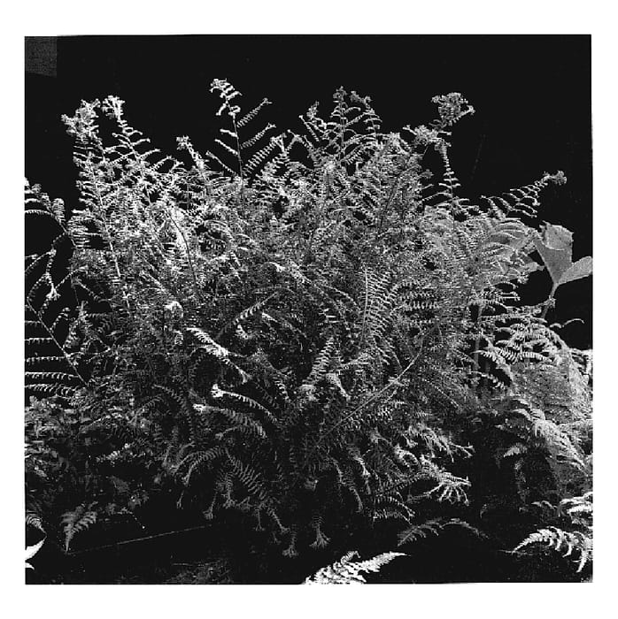 Figure 1 of US plant patent PP20126, the photograph of Ocean's Fury printed in the patent.