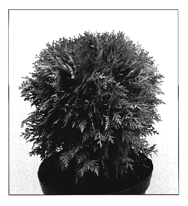 Figure 1 of US plant patent PP20127, the photograph of Mirjam printed in the patent.