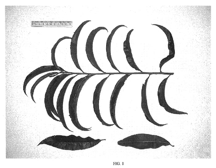 Figure 1 of US plant patent PP20128, the photograph of NJF15 printed in the patent.