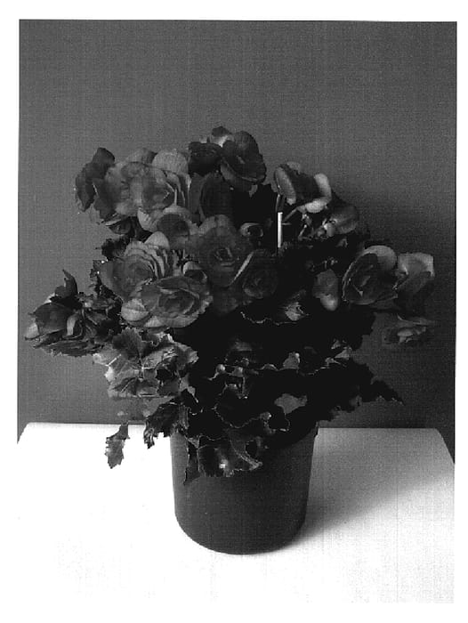 Figure 1 of US plant patent PP20129, the photograph of Bela Lilacpink printed in the patent.
