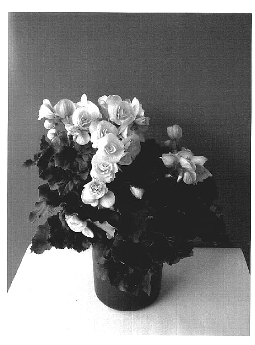 Figure 1 of US plant patent PP20130, the photograph of Binos Pinky White printed in the patent.