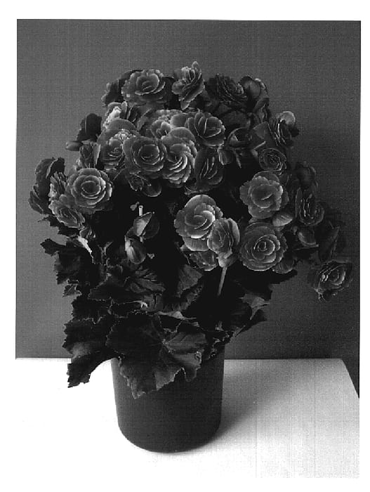 Figure 1 of US plant patent PP20131, the photograph of Boriasko Dark printed in the patent.