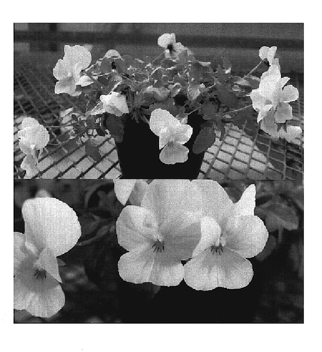Figure 1 of US plant patent PP20132, the photograph of Sunviolemo printed in the patent.
