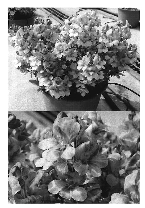 Figure 1 of US plant patent PP20133, the photograph of Sunkispinfufu printed in the patent.