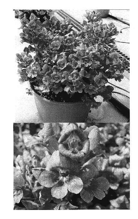 Figure 1 of US plant patent PP20134, the photograph of Sunkispinfu printed in the patent.