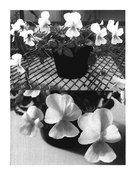 Figure 1 of US plant patent PP20135, the photograph of Sunviotama printed in the patent.