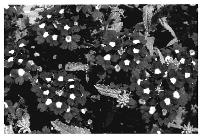 Figure 1 of US plant patent PP20136, the photograph of KLEVP07363 printed in the patent.