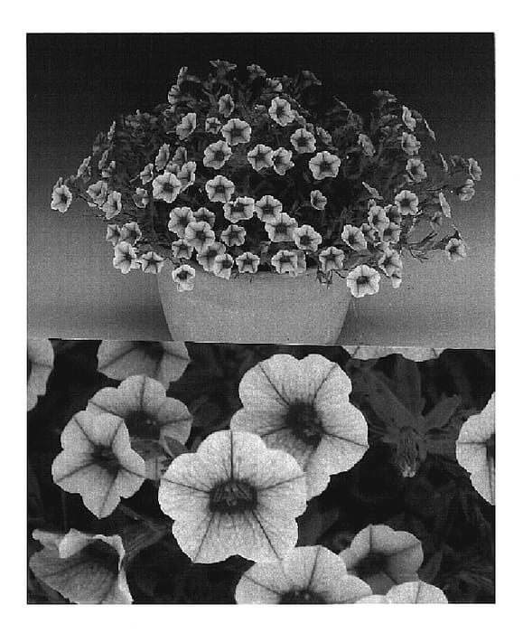 Figure 1 of US plant patent PP20137, the photograph of Sunbelapri printed in the patent.