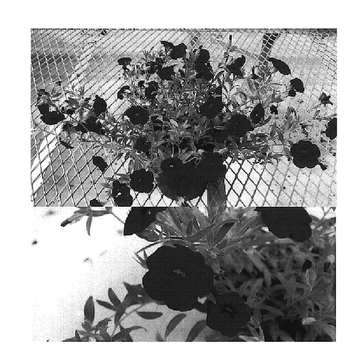 Figure 1 of US plant patent PP20138, the photograph of Sunbelrireni printed in the patent.