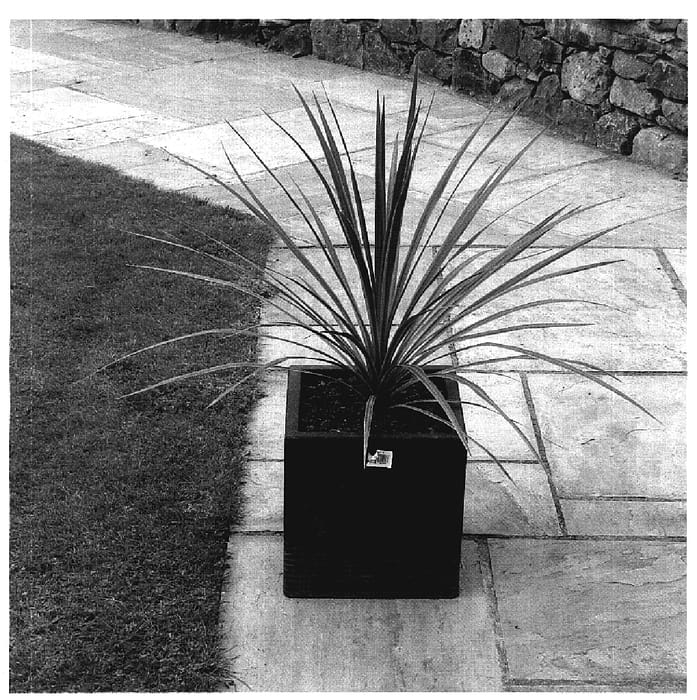 Figure 1 of US plant patent PP20139, the photograph of Charlie Boy printed in the patent.