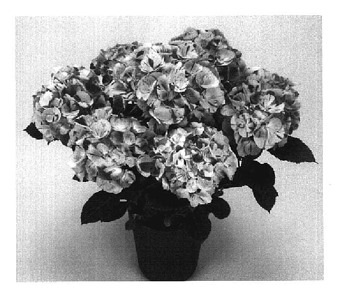 Figure 1 of US plant patent PP20140, the photograph of Dancing Angel printed in the patent.