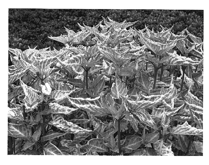 Figure 1 of US plant patent PP20141, the photograph of Aureo LG printed in the patent.