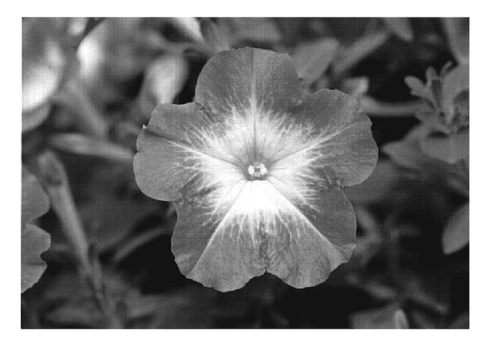 Figure 1 of US plant patent PP20142, the photograph of KLEPH07134 printed in the patent.