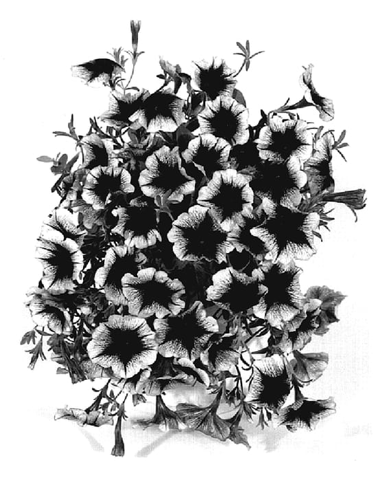 Figure 1 of US plant patent PP20143, the photograph of KLEPH07119 printed in the patent.