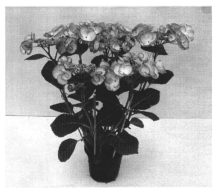 Figure 1 of US plant patent PP20144, the photograph of Sidashe printed in the patent.
