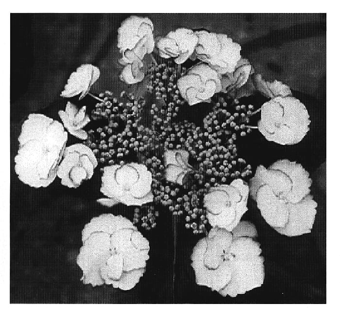 Figure 1 of US plant patent PP20145, the photograph of SIDASAND printed in the patent.