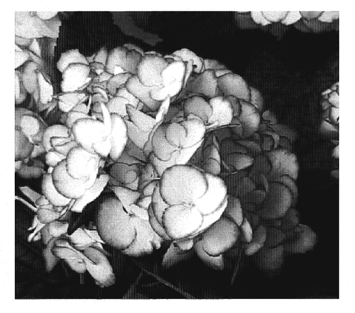 Figure 1 of US plant patent PP20146, the photograph of Sidasab printed in the patent.