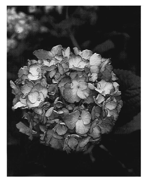 Figure 1 of US plant patent PP20147, the photograph of Sidastel printed in the patent.