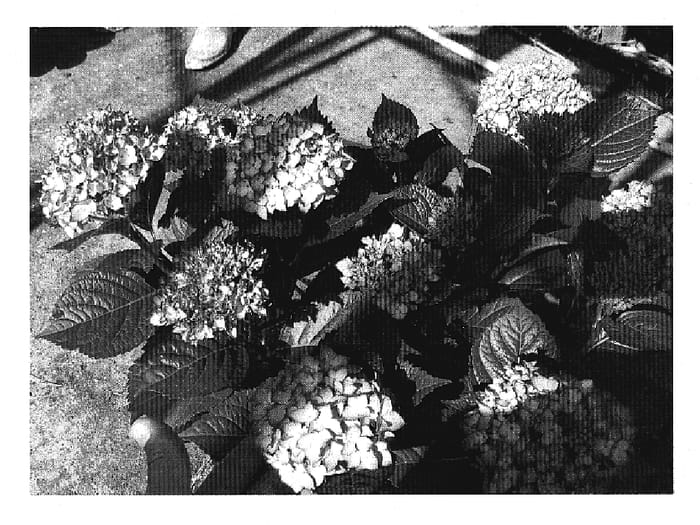 Figure 1 of US plant patent PP20148, the photograph of Sidasora printed in the patent.