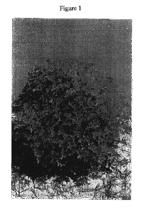 Figure 1 of US plant patent PP20149, the photograph of New and distinct somaclonal variety of rose scented geranium printed in the patent.
