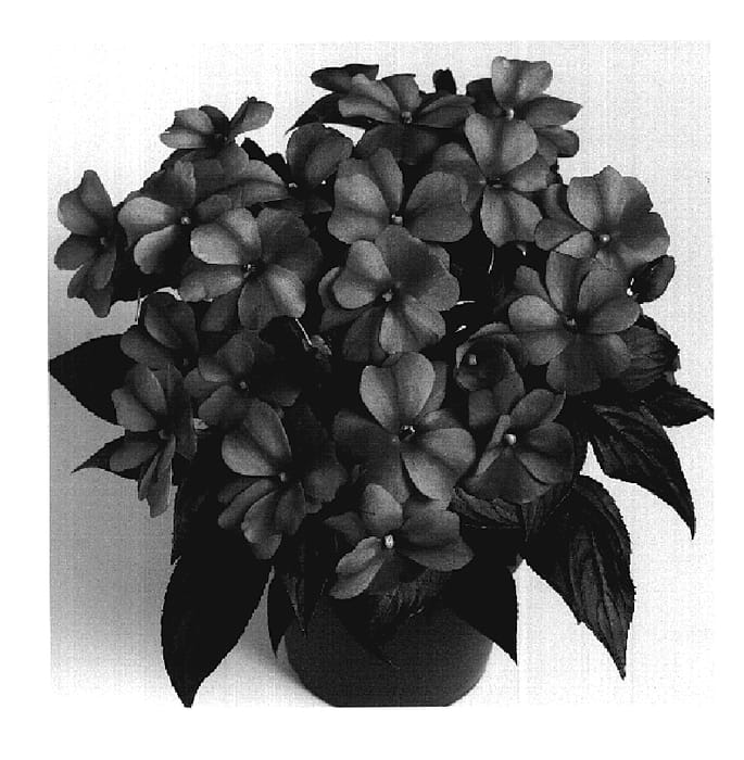 Figure 1 of US plant patent PP20150, the photograph of Duepetbus printed in the patent.