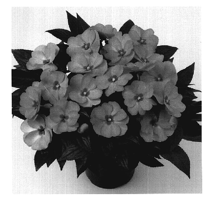 Figure 1 of US plant patent PP20151, the photograph of Duepetpasal printed in the patent.