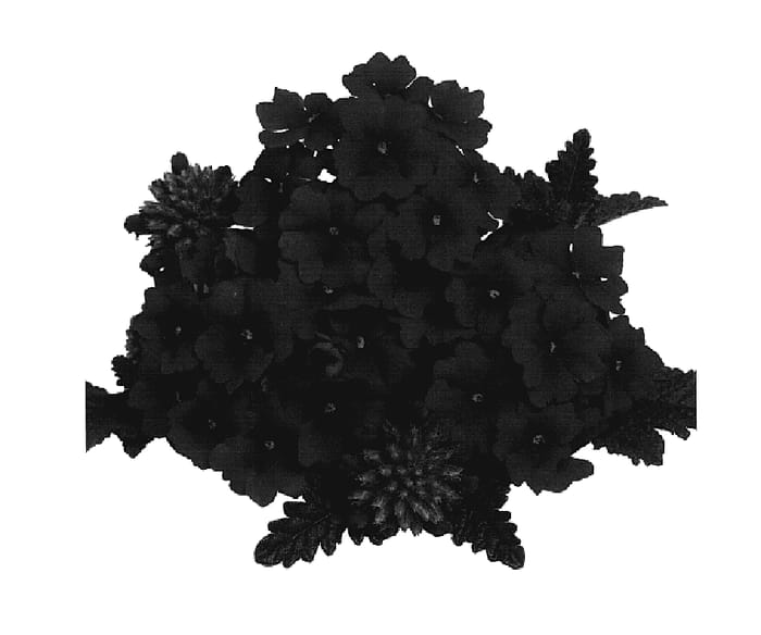 Figure 1 of US plant patent PP20152, the photograph of Duempdared printed in the patent.