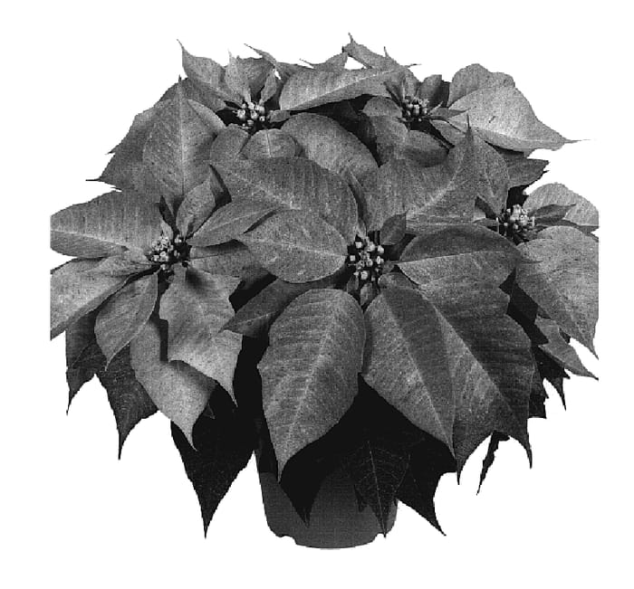 Figure 1 of US plant patent PP20153, the photograph of Duemarcpol printed in the patent.