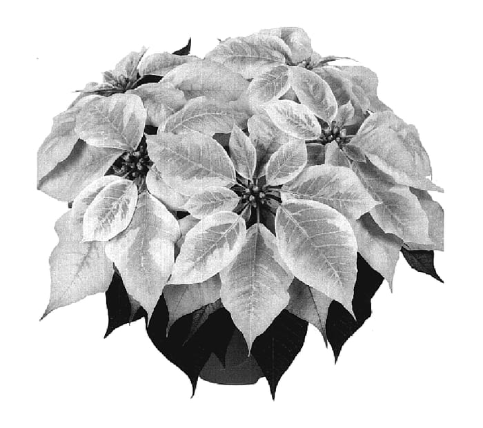 Figure 1 of US plant patent PP20154, the photograph of Dueinfinityma printed in the patent.
