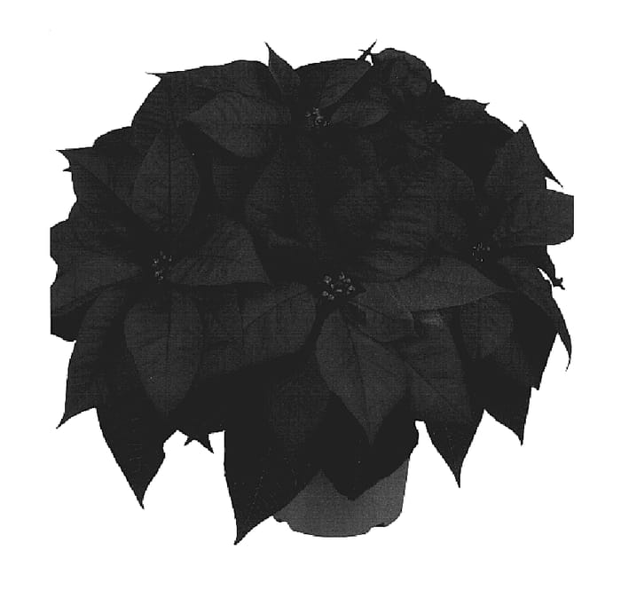 Figure 1 of US plant patent PP20155, the photograph of Dueimviking printed in the patent.