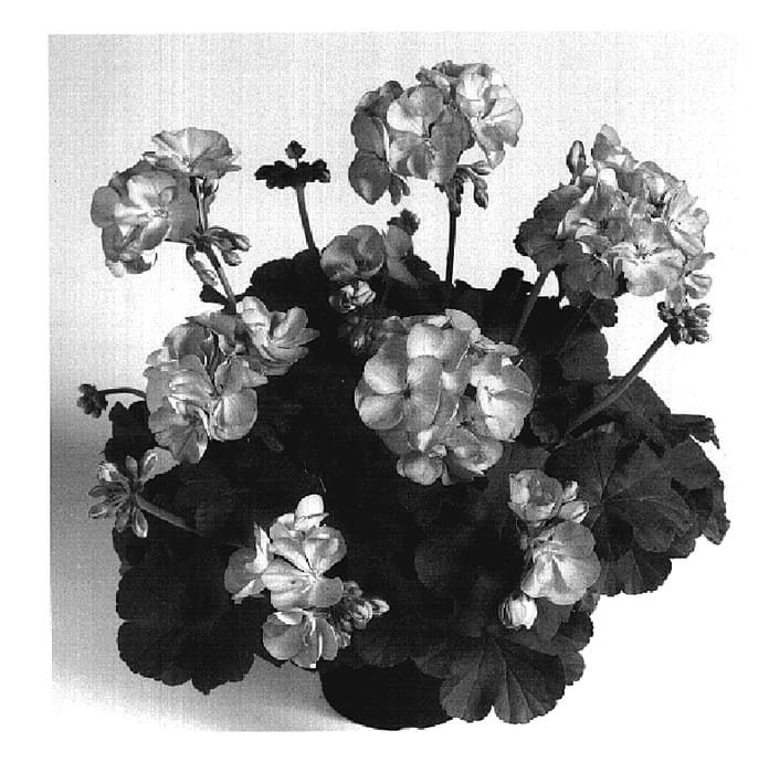 Figure 1 of US plant patent PP20156, the photograph of Duevililav printed in the patent.