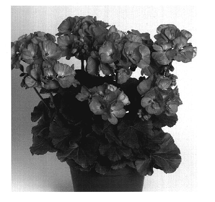 Figure 1 of US plant patent PP20157, the photograph of Duesavlicha printed in the patent.