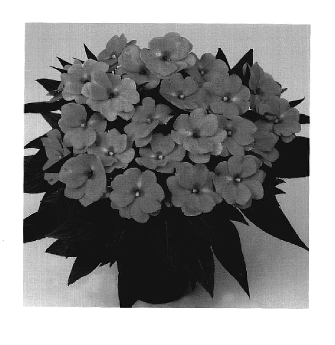 Figure 1 of US plant patent PP20158, the photograph of Duepetticopi printed in the patent.