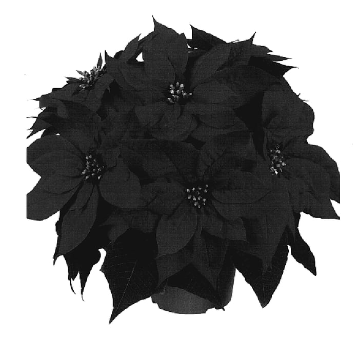 Figure 1 of US plant patent PP20159, the photograph of Dueflame printed in the patent.