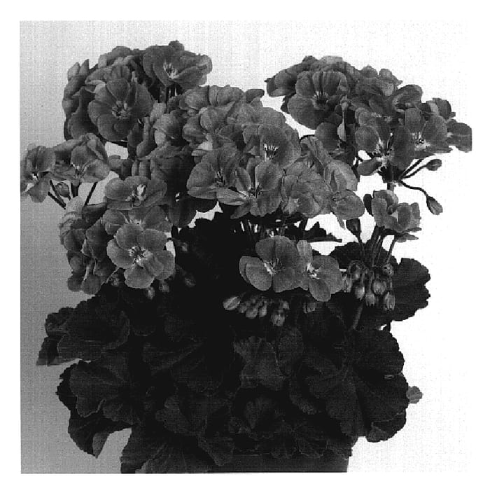 Figure 1 of US plant patent PP20160, the photograph of Duesavpisiz printed in the patent.
