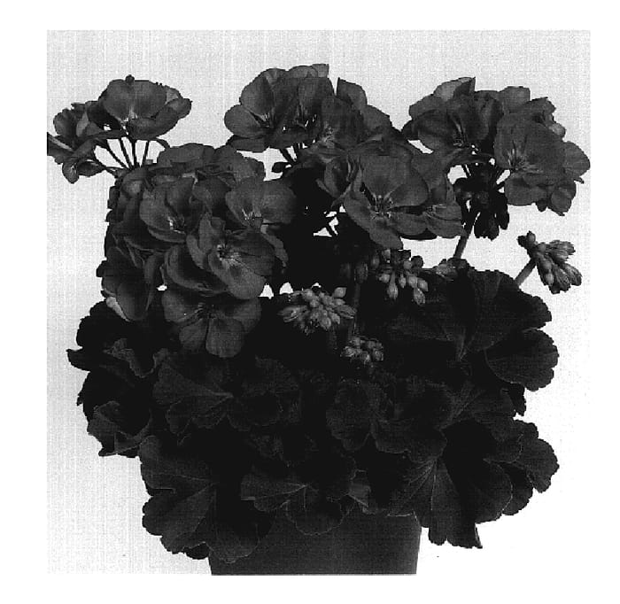 Figure 1 of US plant patent PP20161, the photograph of Duevihotpi printed in the patent.