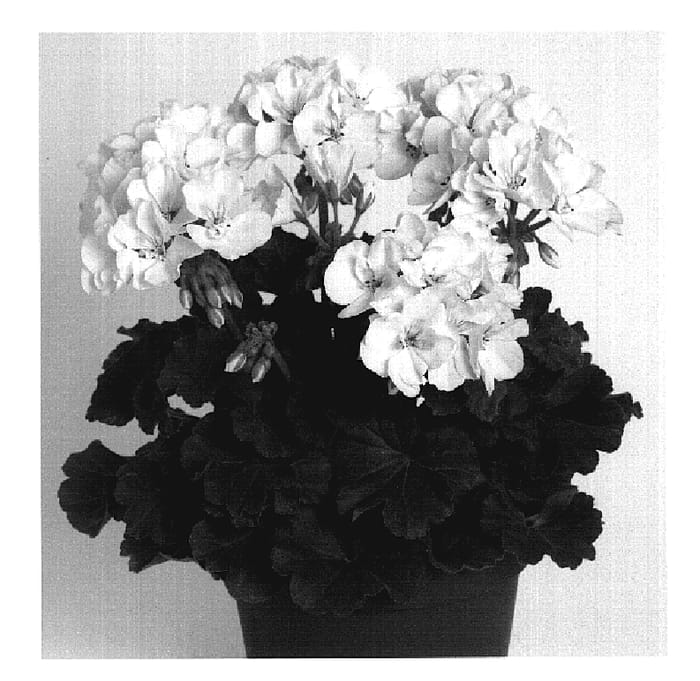 Figure 1 of US plant patent PP20162, the photograph of Dueblanko printed in the patent.