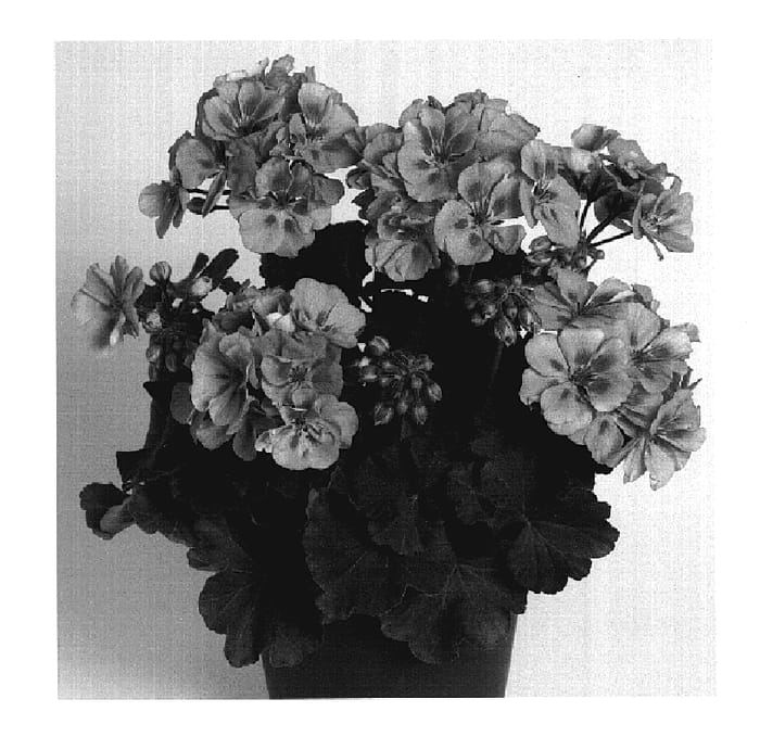 Figure 1 of US plant patent PP20163, the photograph of Duesavlaspla printed in the patent.