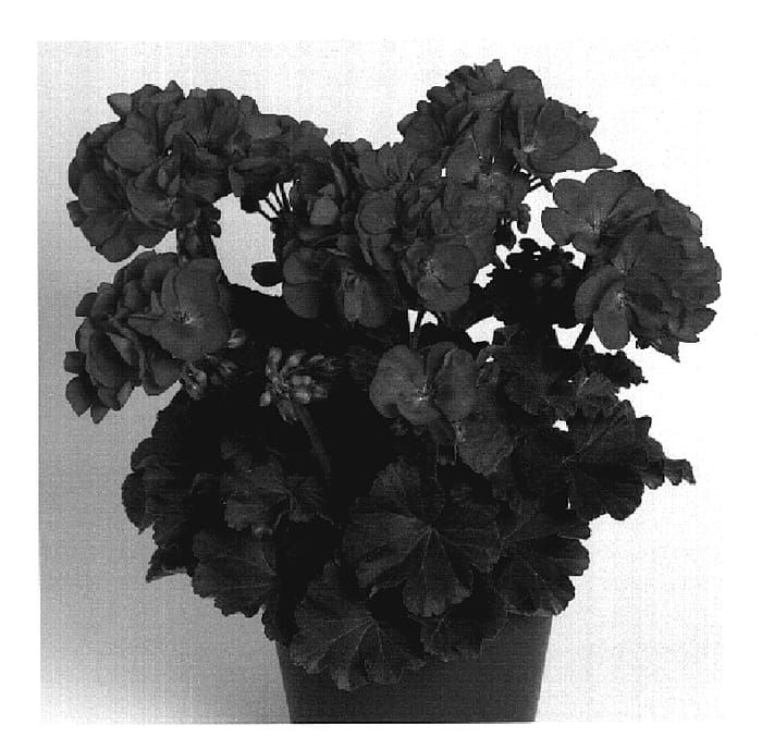 Figure 1 of US plant patent PP20164, the photograph of Duesavpu printed in the patent.