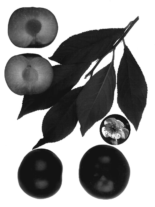 Figure 1 of US plant patent PP20165, the photograph of Amigo I printed in the patent.