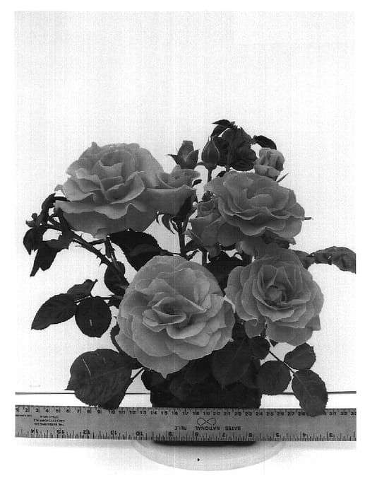 Figure 1 of US plant patent PP20166, the photograph of WEKjutono printed in the patent.