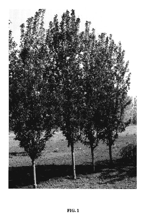 Figure 1 of US plant patent PP20167, the photograph of Durleo printed in the patent.
