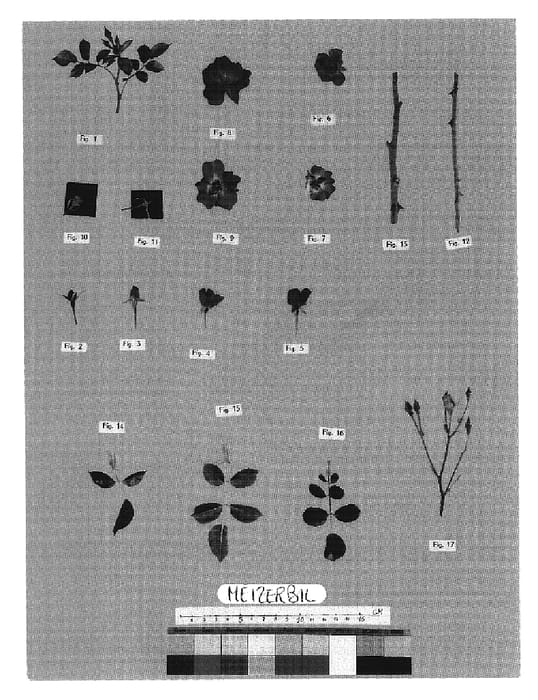 Figure 1 of US plant patent PP20168, the photograph of Meizerbil printed in the patent.